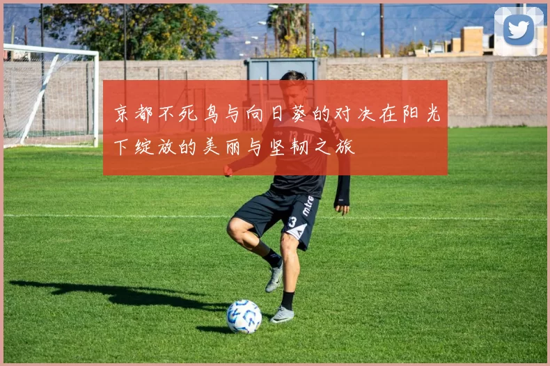 京都不死鸟与向日葵的对决在阳光下绽放的美丽与坚韧之旅